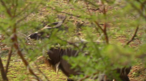 Antelope grazing in grassland Stock Footage 54591183