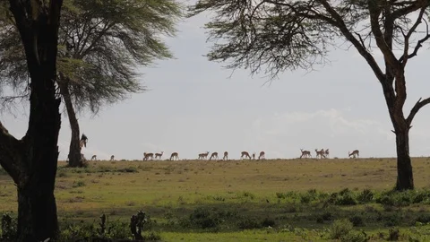 Antelope Grazing On A Green Meadow Or The African Savannah To The Acacia Trees Stock Footage 95907830