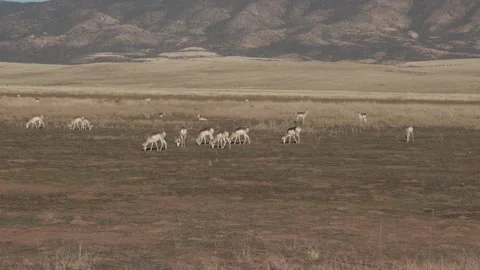 Antelope Grazing In The High Desert Stock Footage 256428254