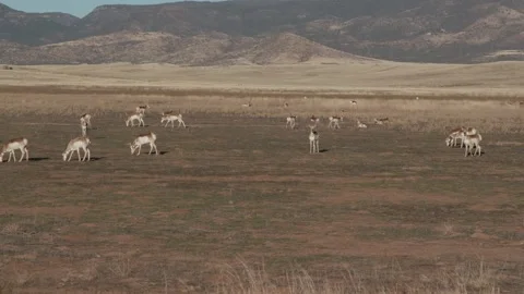 Antelope Grazing In The High Desert Vidéo 256432308
