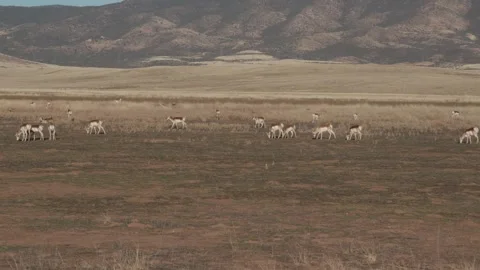 Antelope Grazing In The High Desert Vidéo 256475790