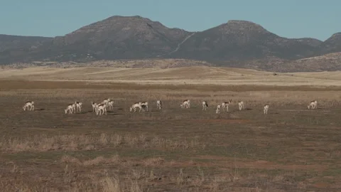 Antelope Grazing In The High Desert Vidéo 256493004