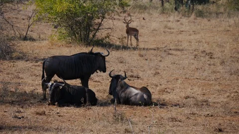 Antelope grazing on leaves Stock Footage 88569745