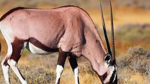 Antelope Grazing in Open Field Stock Footage 323137846