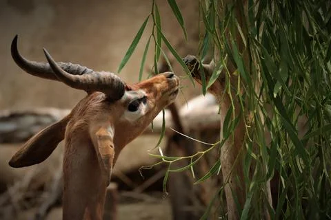 Antelope Grazing Stockfoto's