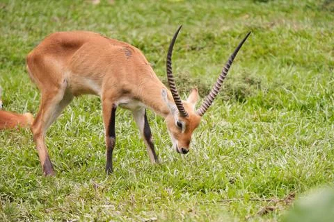 Antelope grazing Foto stock