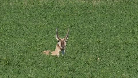 Antelope In Green Grass Stock Footage 172545835