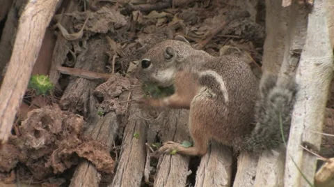 Antelope Ground Squirrel 스톡 동영상 55057689