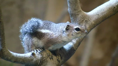 Antelope Ground Squirrel is resting on a branch Stock Footage 360706