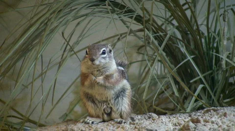 Antelope Ground Squirrel is resting in the grass Stock Footage 360708