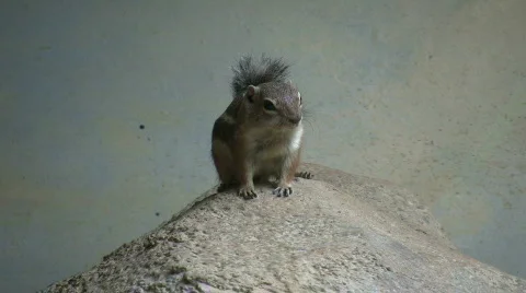 Antelope Ground Squirrel is resting on a rock Stock Footage 360707