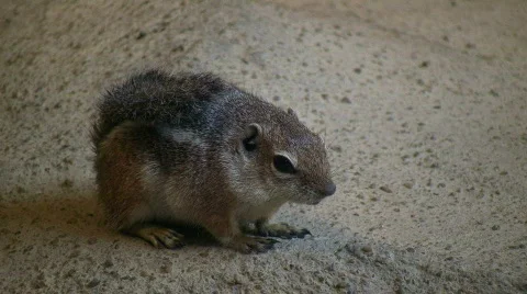 Antelope Ground Squirrel is resting on a rock Stock Footage 360710