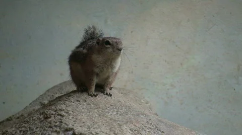 Antelope Ground Squirrel is resting on a rock Stock Footage 360712