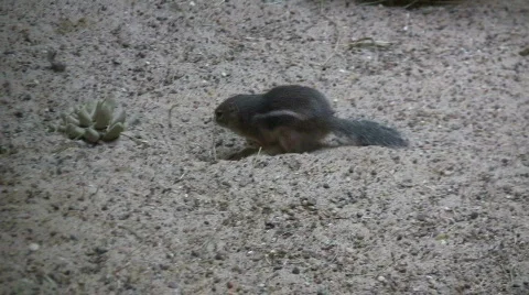 Antelope Ground Squirrel sits in the sand Stock Footage 360711