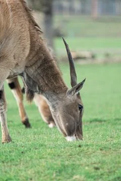 Antelope With Head Down eating Grass Close Up Stock Photos