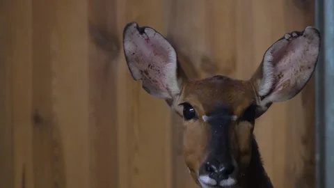 Antelope head  Stock Footage 263052383