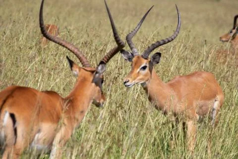 Antelope head to head Stock Photos
