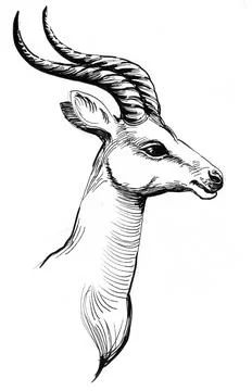 Antelope head Stock Illustration