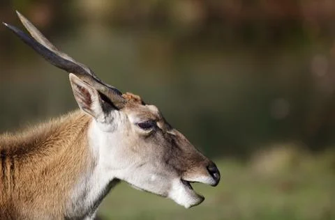 Antelope head Stock Photos