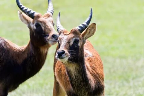Antelope head Stock Photos