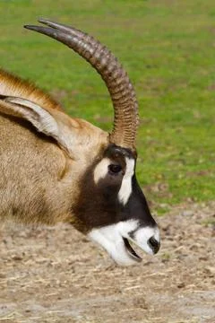 Antelope head smiling Stock Photos