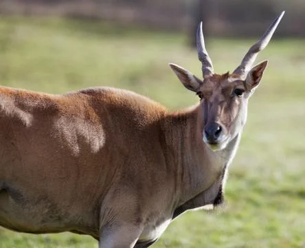 Antelope head turned Stock Photos