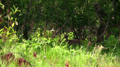Antelope herd Stock Footage 32422736