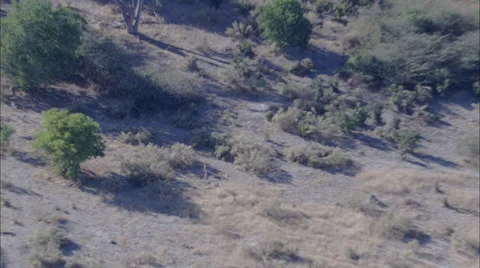 Antelope Herd Stock Footage 39885807