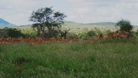 Antelope Herd Grazes Stock Footage 88560033