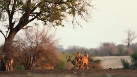 Antelope Herd in open forest Stock Footage 321839269