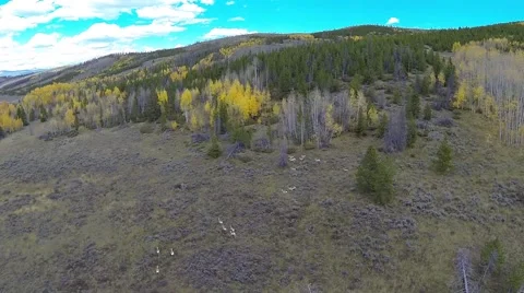 Antelope Herd Running Video stock 42898373