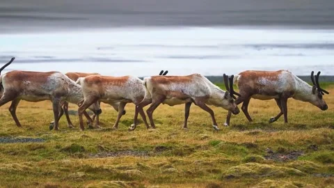 Antelope Herd Running Stock Footage 323142381
