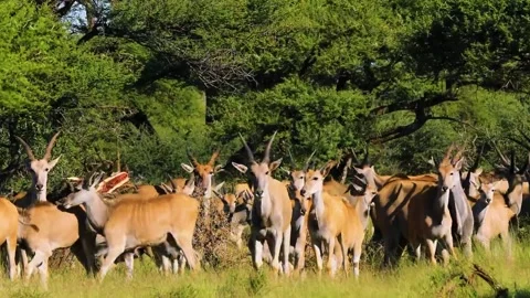 Antelope Herd Standing in Forest Clearing Stock Footage 322548486