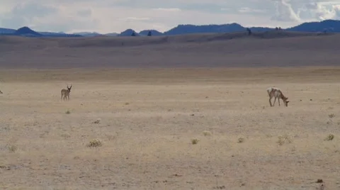 Antelope Hurding Stock Footage 882884