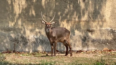 Antelope Idling and looking at camera. Stock Footage 249410774