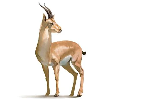 Antelope Stock Illustration