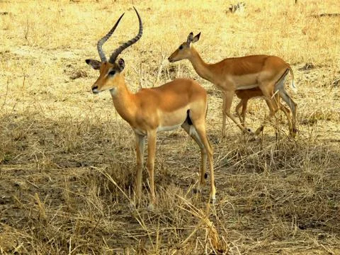 Antelope impala Stock Photos