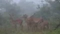 Antelope Impalas standing in Torrential Rain HD Footage