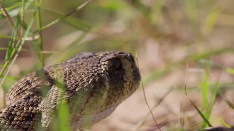 Antelope Island, USA - 1 March 2020: A snake in the grass sticks out its tongue Stock Footage 138794553