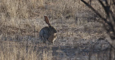 Running Scared Stock Video Footage | Royalty Free Running Scared Videos ...