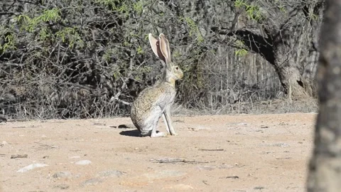 An antelope jackrabbit takes a dust bath in desert sand Stock Footage 151658909