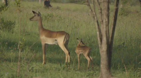Antelope keeping watch Stock Footage 25218214