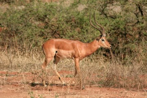 Antelope in Kenya Foto stock