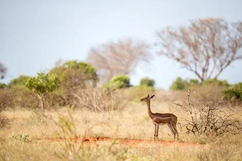An antelope with a long neck is standing between the bush Stock Photos