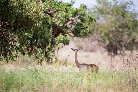 An antelope with a long neck is standing between the bush Stock Photos
