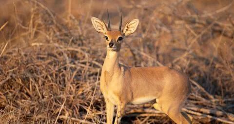 An antelope is looking up. Foto stock