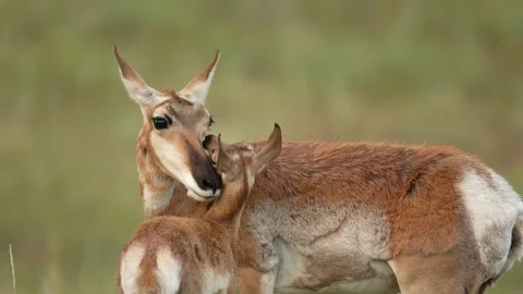 Antelope Love Stock Footage 341448496