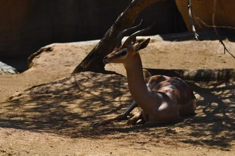 Antelope lying in the shadow Stock Photos