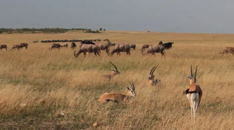 Antelope in the Mara Stock Footage 25660912