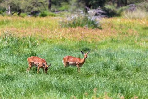 Antelope in the middle of the savannah of Kenya Stock Photos